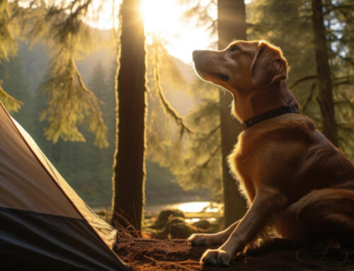 Planejamento e Preparação para Acampar com seu Cachorro