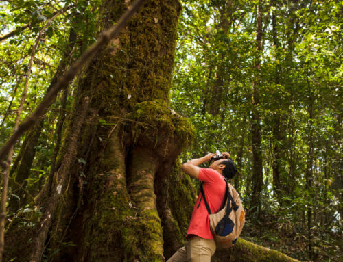 Os Benefícios Terapêuticos do Trekking e das Trilhas na Vida Selvagem