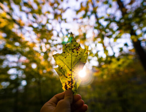 Conexão entre a Natureza e o Bem-Estar Físico e Emocional: Redescobrindo o Equilíbrio