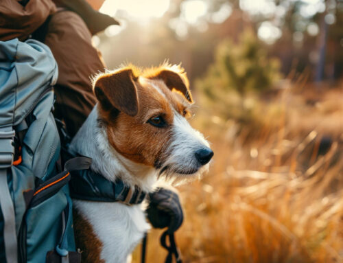 Equipamentos Essenciais para Acampar com Seu Cão