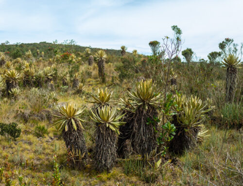 Como a Vegetação Nativa Influencia a Experiência de Trekking e Trilha